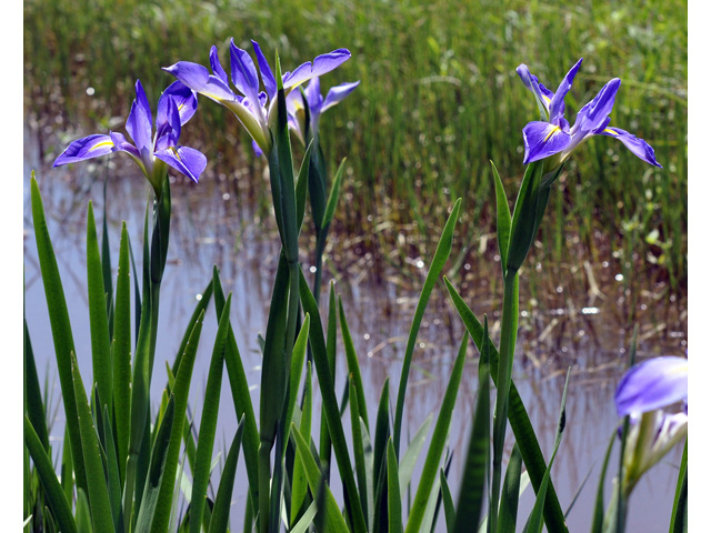 Iris giganticaerulea (Giant blue iris) #36756