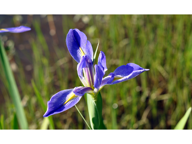 Iris giganticaerulea (Giant blue iris) #36759
