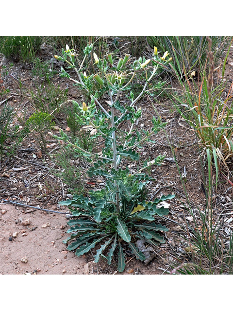 Mentzelia multiflora (Adonis blazingstar) #43132