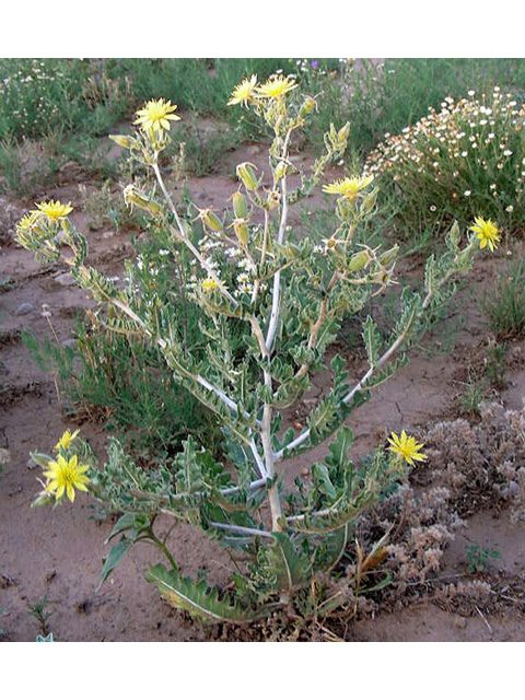 Mentzelia multiflora (Adonis blazingstar) #43133
