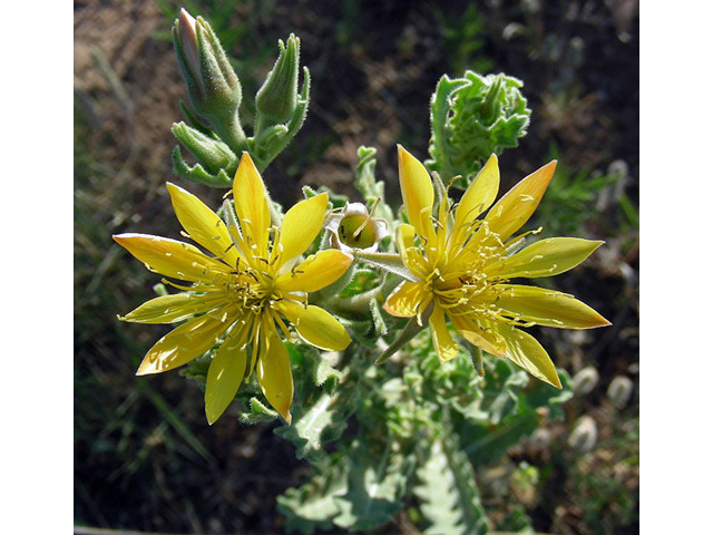 Mentzelia multiflora (Adonis blazingstar) #43134