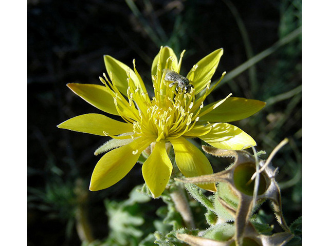 Mentzelia multiflora (Adonis blazingstar) #43135