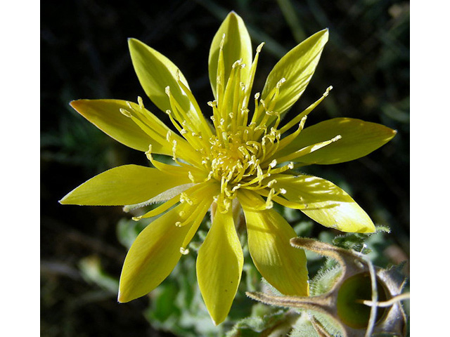 Mentzelia multiflora (Adonis blazingstar) #43136