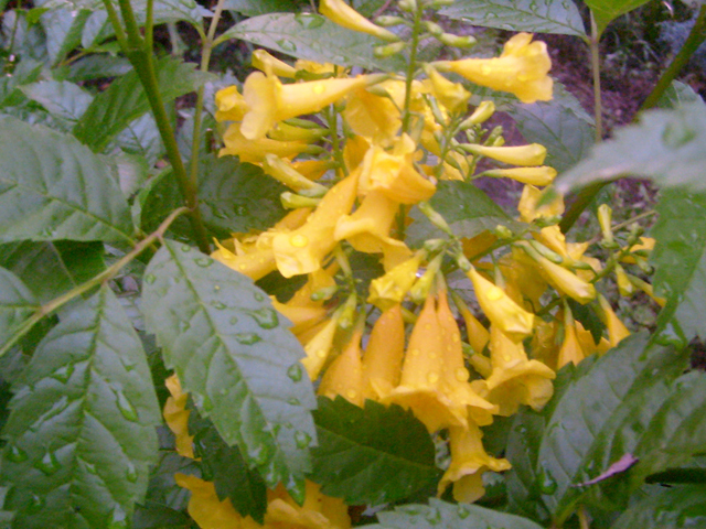 Tecoma stans (Yellow bells) #28487