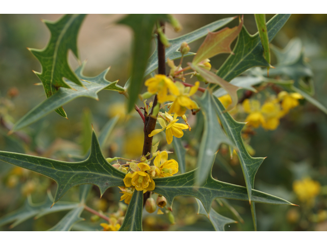 Mahonia trifoliolata (Agarita) #30458