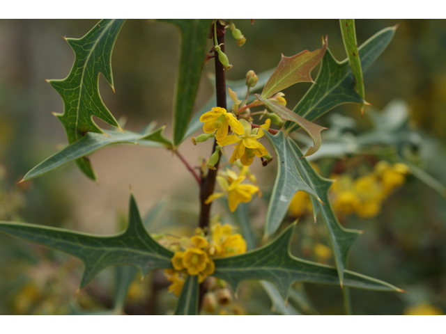 Mahonia trifoliolata (Agarita) #30459