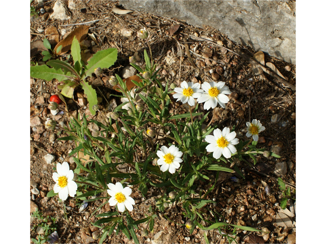 Melampodium leucanthum (Blackfoot daisy) #30465