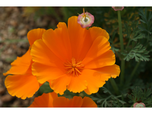 Eschscholzia californica ssp. californica (California poppy) #30471