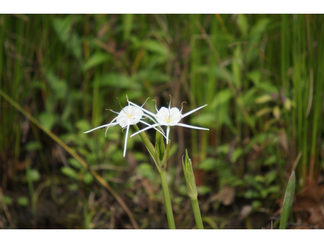 Hymenocallis liriosme (Texas spiderlily) #30547