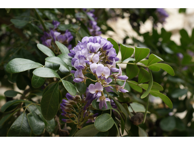 Sophora secundiflora (Texas mountain laurel) #30563