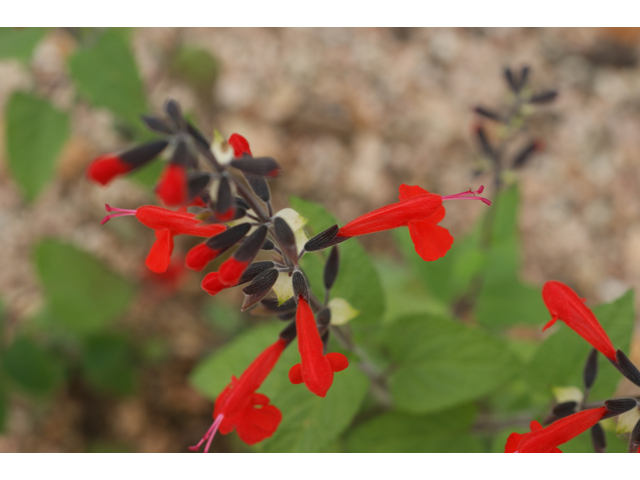 Salvia coccinea (Scarlet sage) #30568