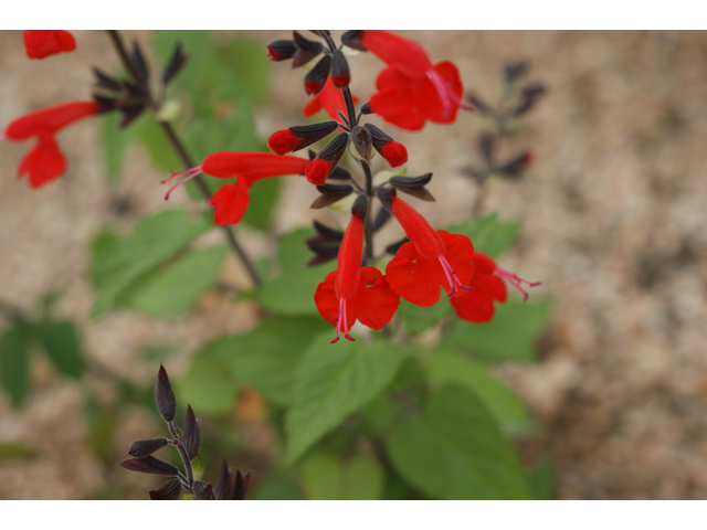 Salvia coccinea (Scarlet sage) #30571
