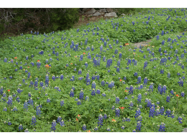 Lupinus texensis (Texas bluebonnet) #30594