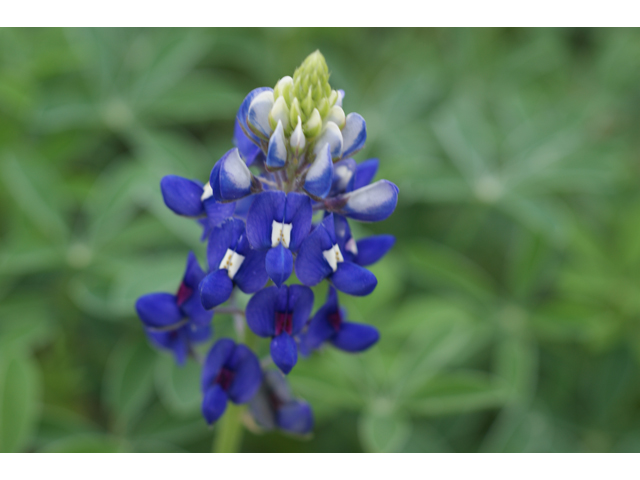 Lupinus texensis (Texas bluebonnet) #30600