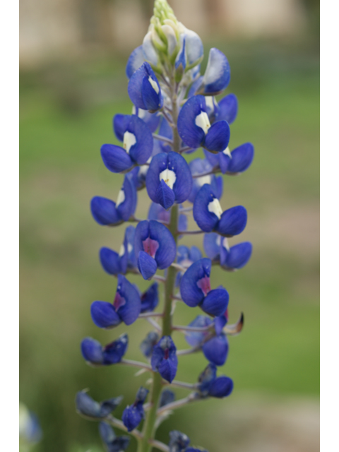 Lupinus texensis (Texas bluebonnet) #30615