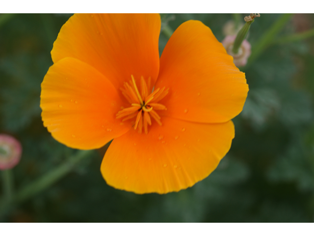 Eschscholzia californica ssp. californica (California poppy) #30626