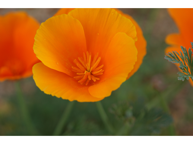 Eschscholzia californica ssp. californica (California poppy) #30629