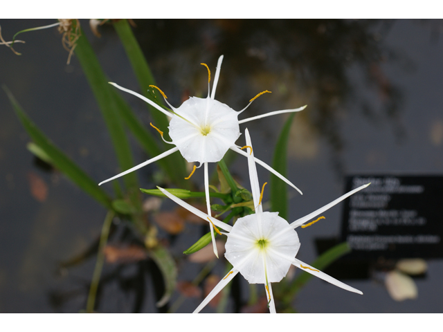 Hymenocallis liriosme (Texas spiderlily) #30690
