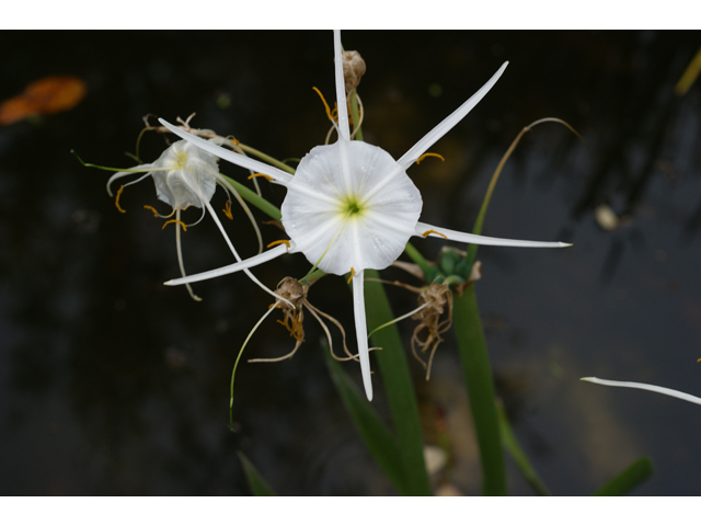 Hymenocallis liriosme (Texas spiderlily) #30691