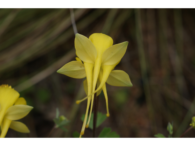 Aquilegia chrysantha (Golden columbine) #30726