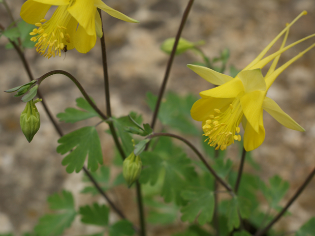 Aquilegia chrysantha (Golden columbine) #30733