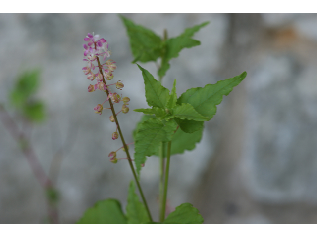 Rivina humilis (Pigeonberry) #31974