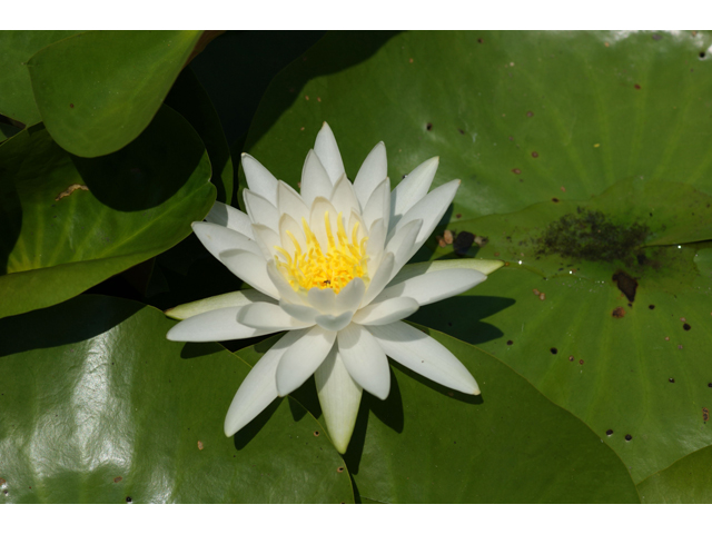 Nymphaea odorata (American white water-lily) #31997
