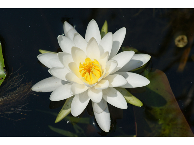 Nymphaea odorata (American white water-lily) #31999