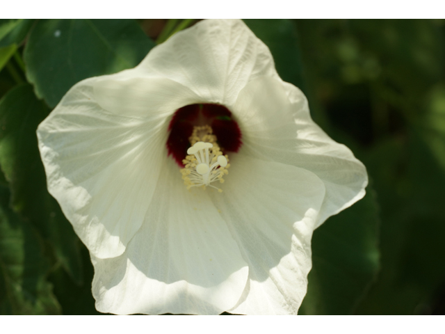 Hibiscus laevis (Halberdleaf rosemallow) #32020