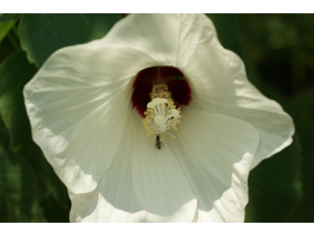 Hibiscus laevis (Halberdleaf rosemallow) #32021