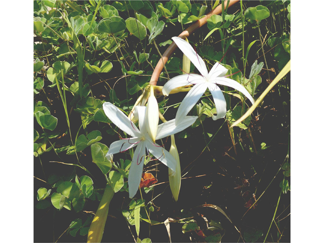 Crinum americanum (American crinum lily) #32060