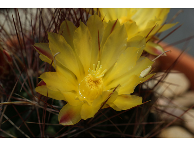 Echinocereus dasyacanthus (Texas rainbow cactus) #32061