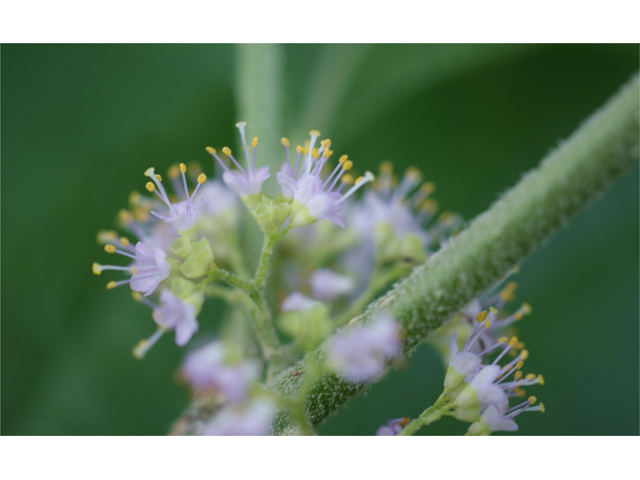 Callicarpa americana (American beautyberry ) #37453