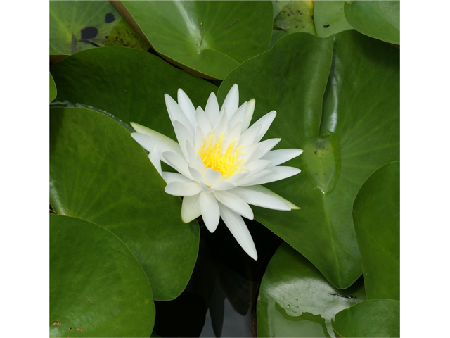 Nymphaea odorata (American white water-lily) #37454