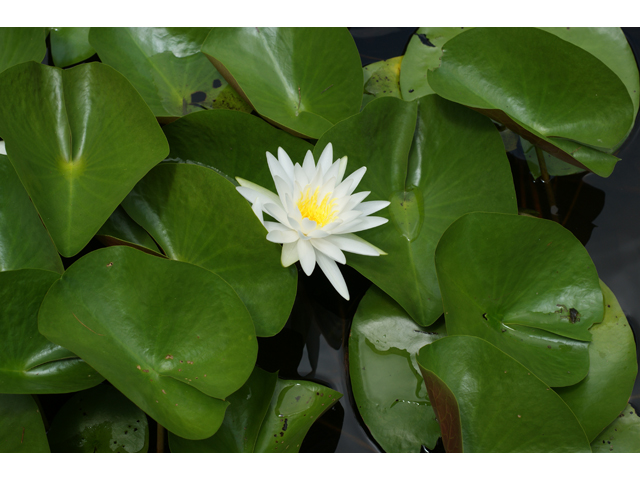 Nymphaea odorata (American white water-lily) #37456