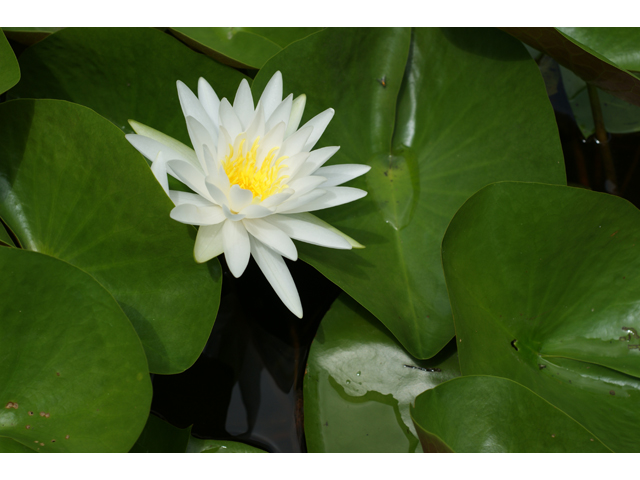 Nymphaea odorata (American white water-lily) #37457