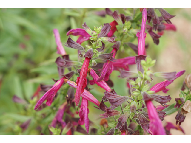 Salvia pentstemonoides (Big red sage) #37460