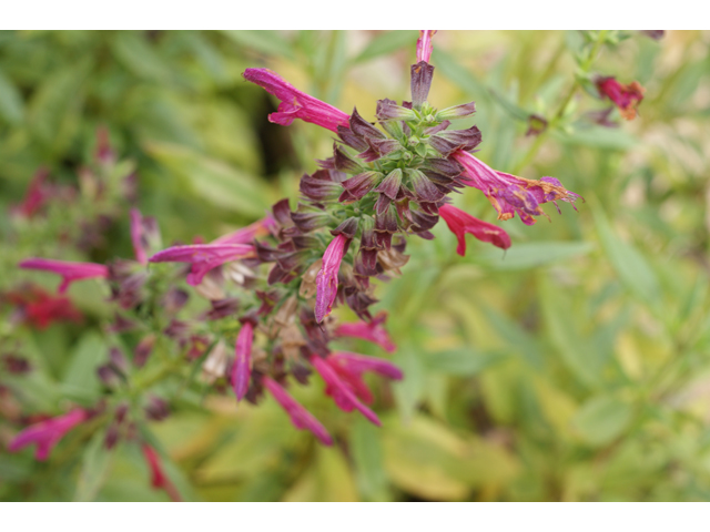 Salvia pentstemonoides (Big red sage) #37463