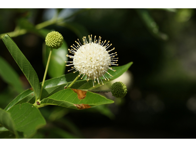 Cephalanthus occidentalis (Common buttonbush) #37490