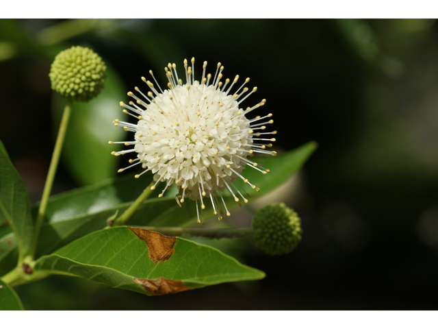 Cephalanthus occidentalis (Common buttonbush) #37491