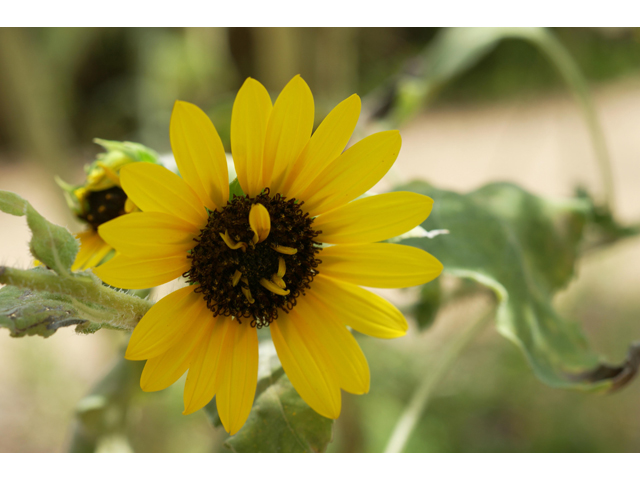 Helianthus annuus (Common sunflower) #37494