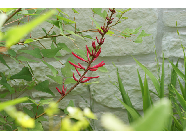 Erythrina herbacea (Coralbean) #37499