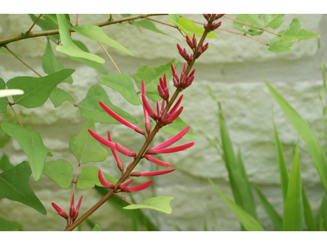 Erythrina herbacea (Coralbean) #37500