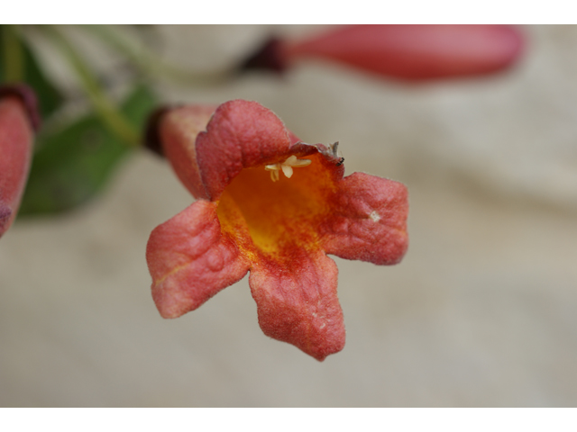 Bignonia capreolata (Crossvine) #37521