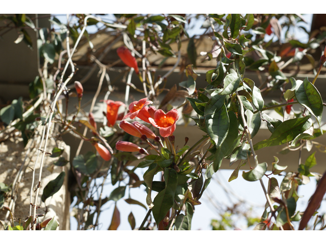 Bignonia capreolata (Crossvine) #37538