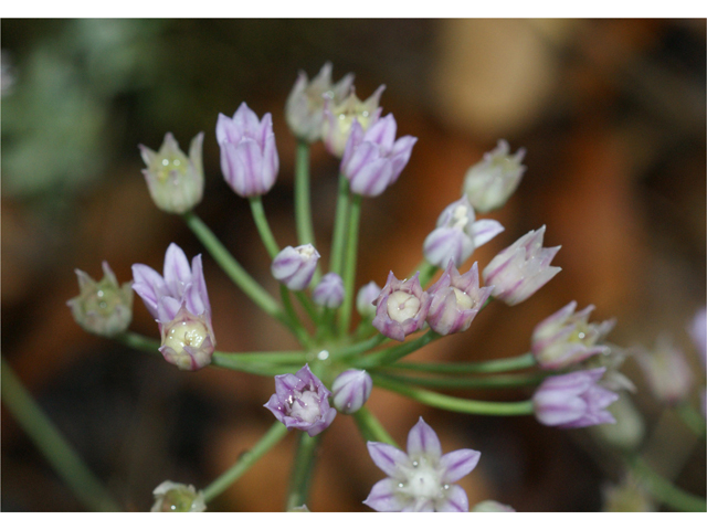 Allium drummondii (Drummond's onion) #37593