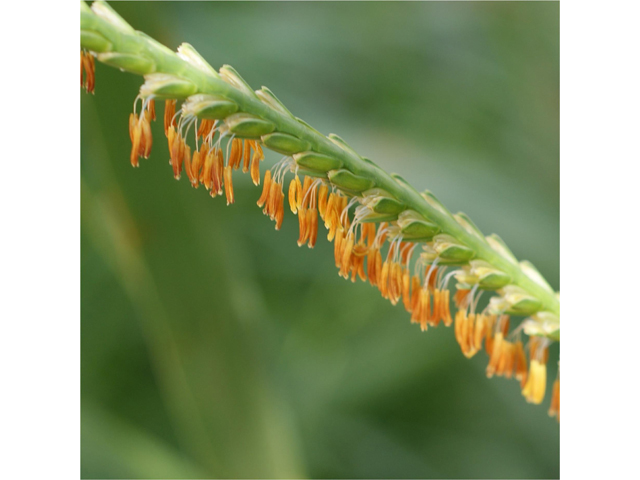 Tripsacum dactyloides (Eastern gamagrass) #37602