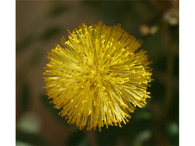 Leucaena retusa (Goldenball leadtree) #37738