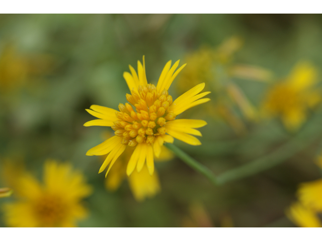 Amblyolepis setigera (Huisache daisy) #37794