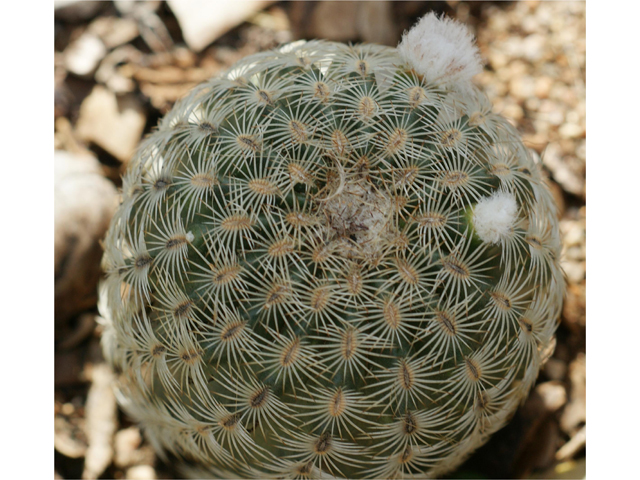 Echinocereus reichenbachii (Lace hedgehog cactus) #37830